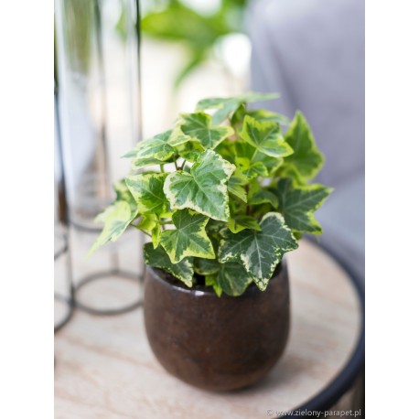 Hedera helix 'Gold Child' Bluszcz