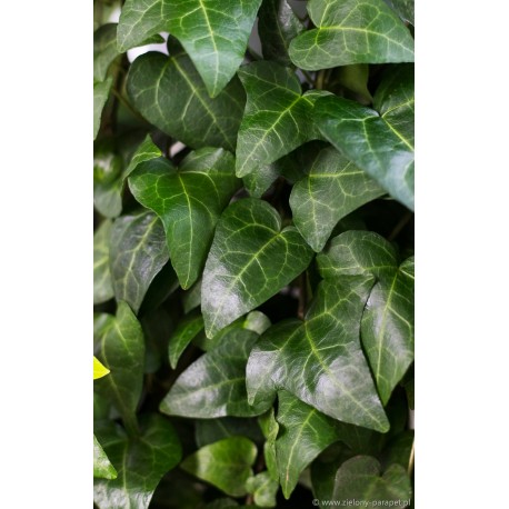 Hedera helix 'Mein Herz' Bluszcz