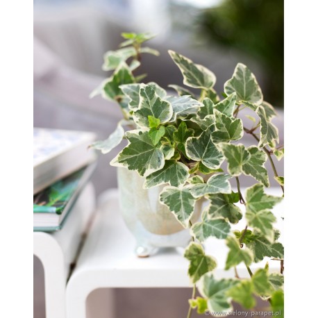 Hedera helix 'Variegata' Bluszcz