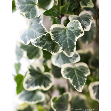 Hedera helix 'Variegata' Bluszcz