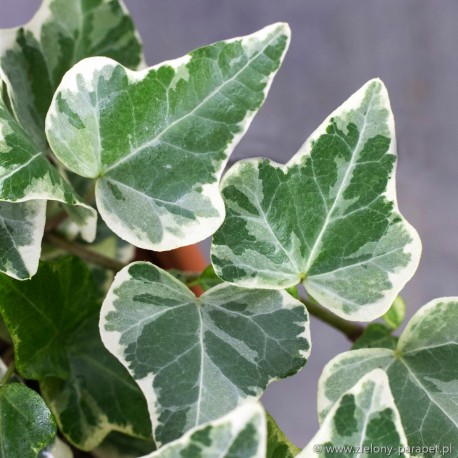 Hedera helix 'Variegata' Bluszcz