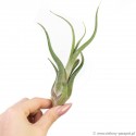 Tillandsia 'Caput Medusae' -oplątwa