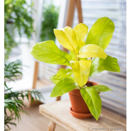Philodendron 'Malaya Gold' Filodendron