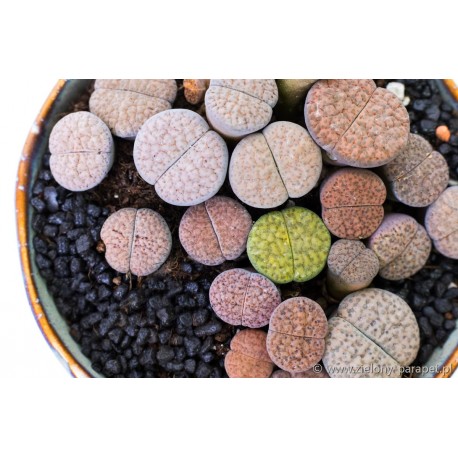 LITHOPS 14-20szt