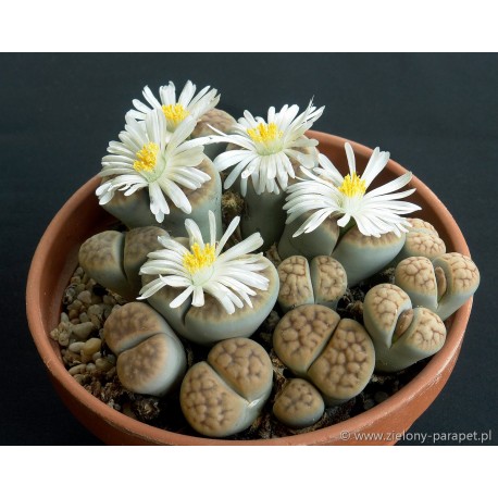 LITHOPS 14-20szt