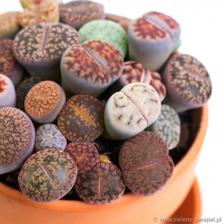 LITHOPS 14-20szt