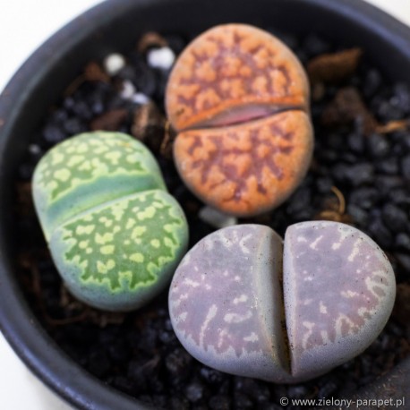 LITHOPS 14-20szt