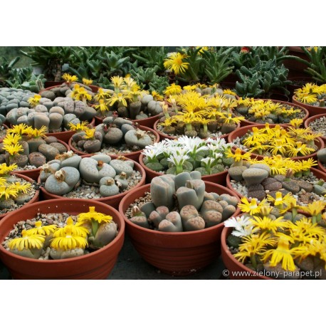 LITHOPS 14-20szt