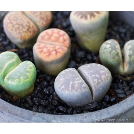 LITHOPS 14-20szt