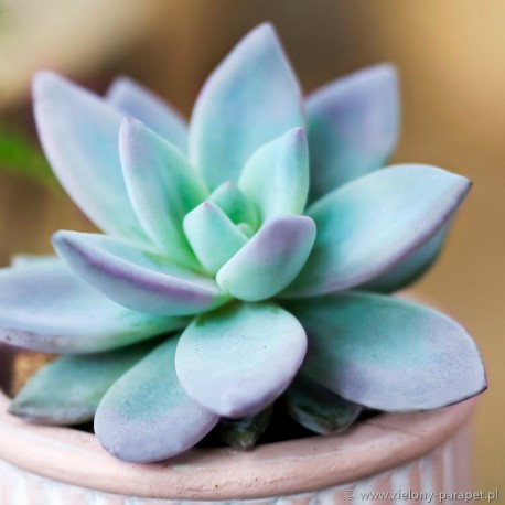 Pachyveria 'Powder Puff'