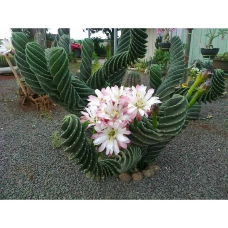 Cereus forbesii Spiralis