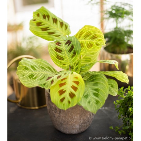 Maranta Light Veins