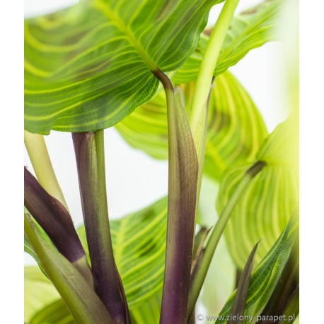 Maranta Light Veins