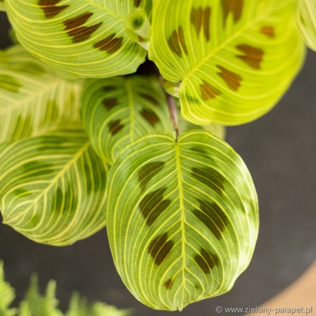 Maranta Light Veins