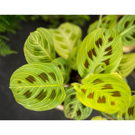 Maranta Light Veins