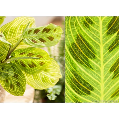 Maranta Light Veins