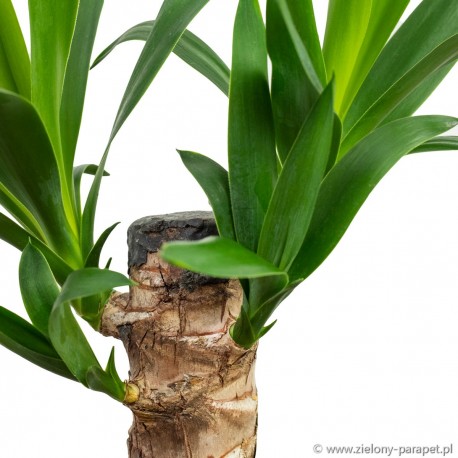 Yucca elephantipes jukka gwatemalska