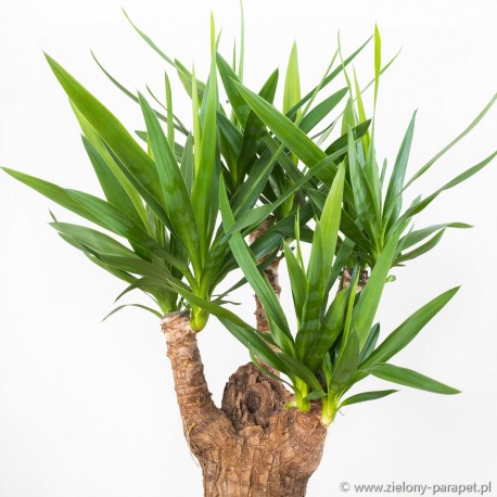 Yucca elephantipes jukka gwatemalska