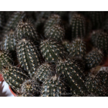 Setiechinopsis mirabilis