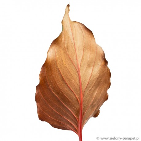 Homalomena rubescens 'Flaming Red' czerniówka