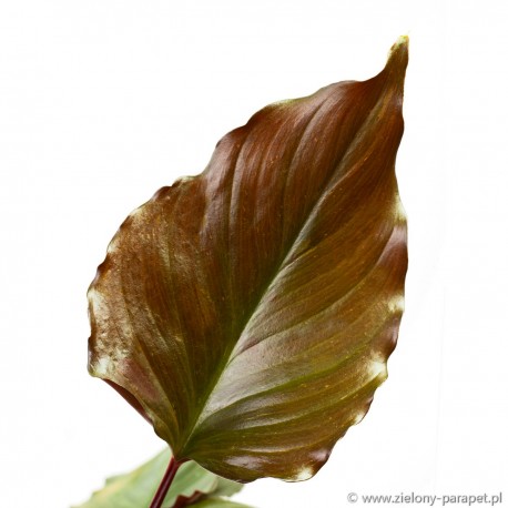 Homalomena rubescens 'Flaming Red' czerniówka