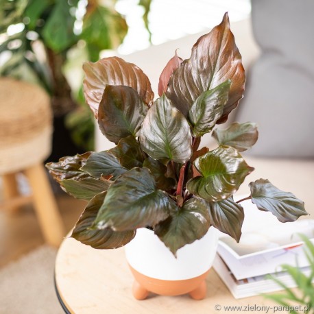 Homalomena rubescens 'Flaming Red' czerniówka