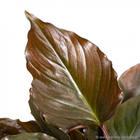 Homalomena rubescens 'Flaming Red' czerniówka