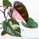 Philodendron erubescens 'Pink Princess' Filodendron