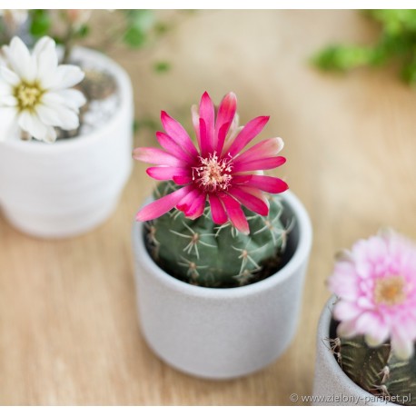 Gymnocalycium baldianum