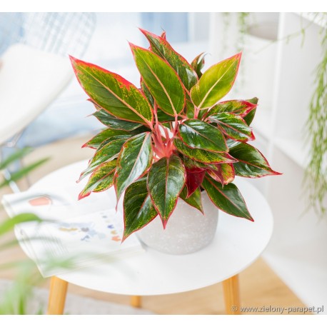 Aglaonema 'Siam Aurora'