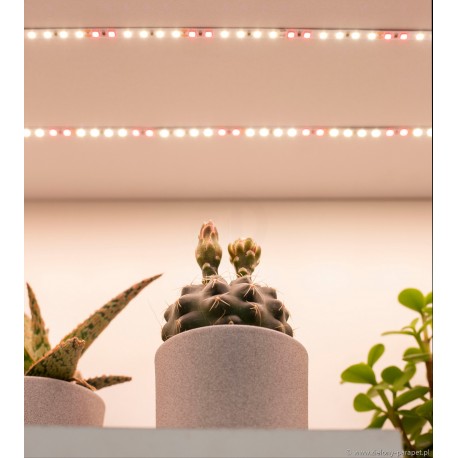 Zestaw do doświetlania roślin: taśma LED 5 metrów + zasilacz