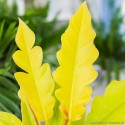 Philodendron 'Yellow Saw' Filodendron