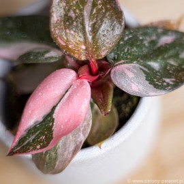 Philodendron 'Pink Princess Marble' Filodendron