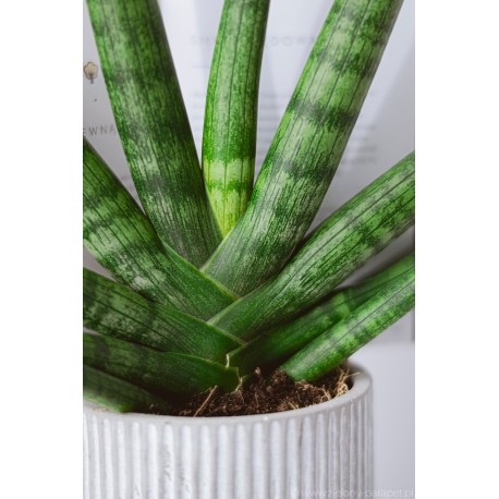 Sansevieria cylindrica 'Mini Rocket'