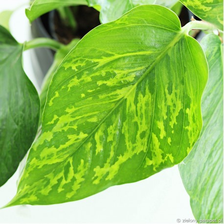 Epipremnum aureum 