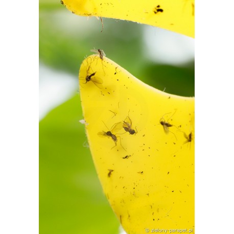 Lep na ziemiórki 12 szt. MONSTERA – pułapka na owady latające