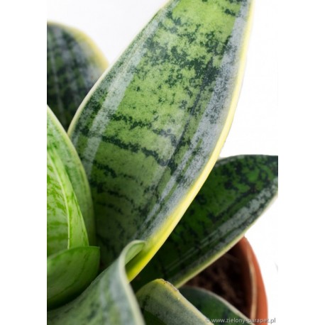 PRZECENA 20% Sansevieria Hahnii 'Silver Star'