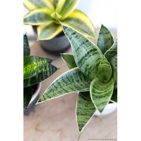 PRZECENA 20% Sansevieria Hahnii 'Silver Star'