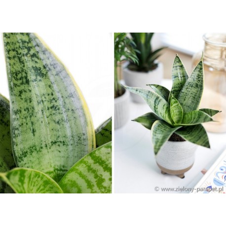 PRZECENA 20% Sansevieria Hahnii 'Silver Star'