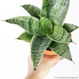 PRZECENA 20% Sansevieria Hahnii 'Silver Star'