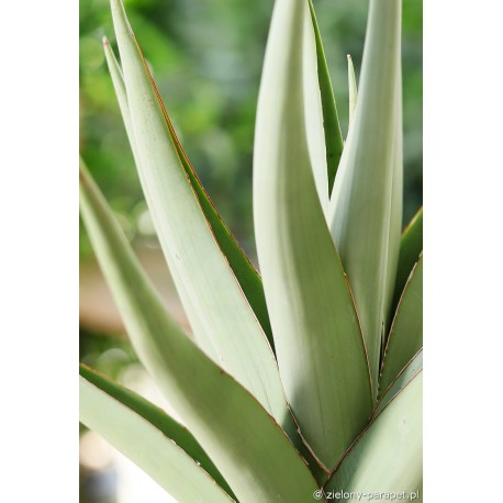 Sansevieria hybrid 'Chanin' ('Silver Syreni')