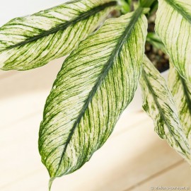 Spathiphyllum 'Jessica' Skrzydłokwiat