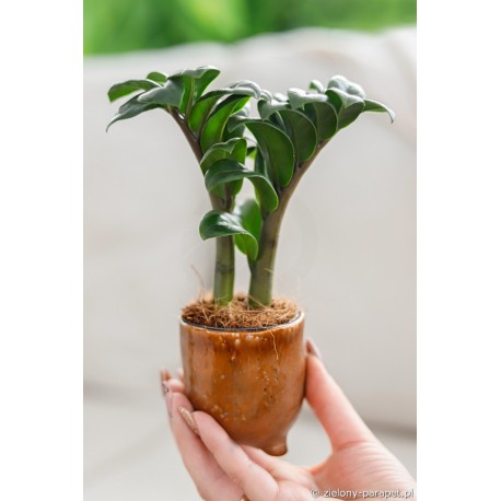 Zamioculcas zamiifolia 'Zenzi' Zamiokulkas zamiolistny