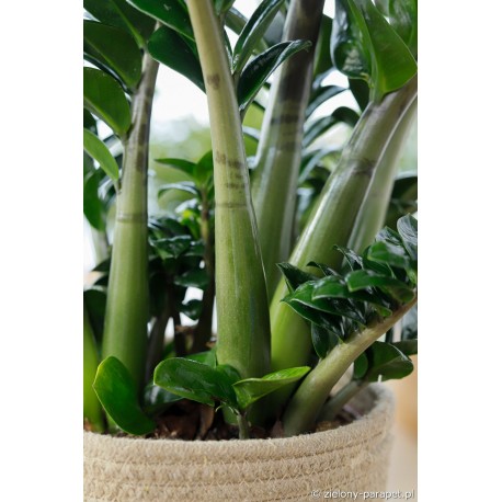 Zamioculcas zamiifolia 'Zenzi' Zamiokulkas zamiolistny