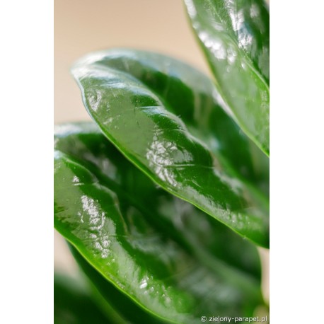 Zamioculcas zamiifolia 'Zenzi' Zamiokulkas zamiolistny