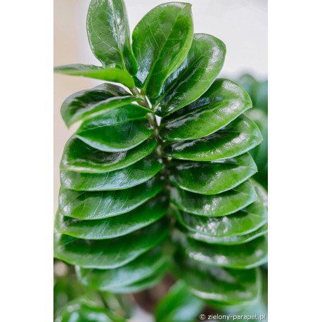 Zamioculcas zamiifolia 'Zenzi' Zamiokulkas zamiolistny