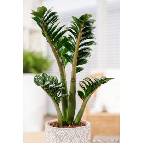 Zamioculcas zamiifolia 'Zenzi' Zamiokulkas zamiolistny