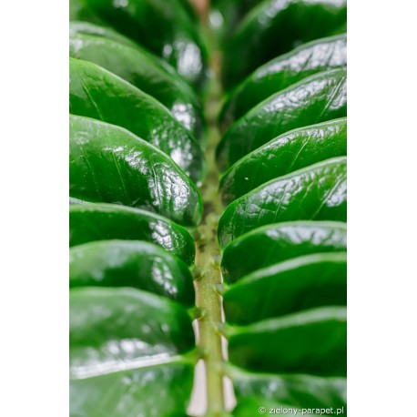 Zamioculcas zamiifolia 'Zenzi' Zamiokulkas zamiolistny