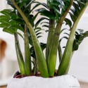 Zamioculcas zamiifolia 'Zenzi' Zamiokulkas zamiolistny