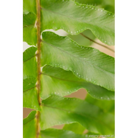 Nephrolepis exaltata